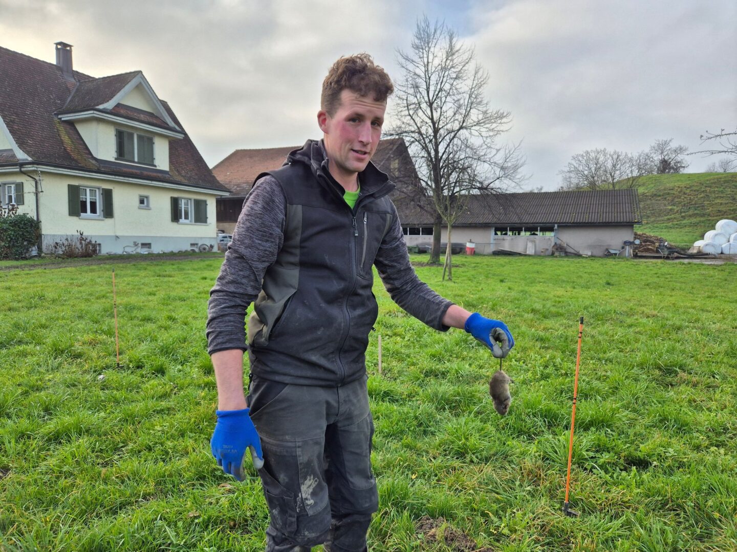 Tübacher Mausprämie: Keiner fängt Mäuse